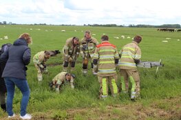 Brandweer redt schaap uit sloot in Eemnes