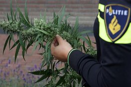 Hennepkwekerij in een bedrijfspand opgerold
