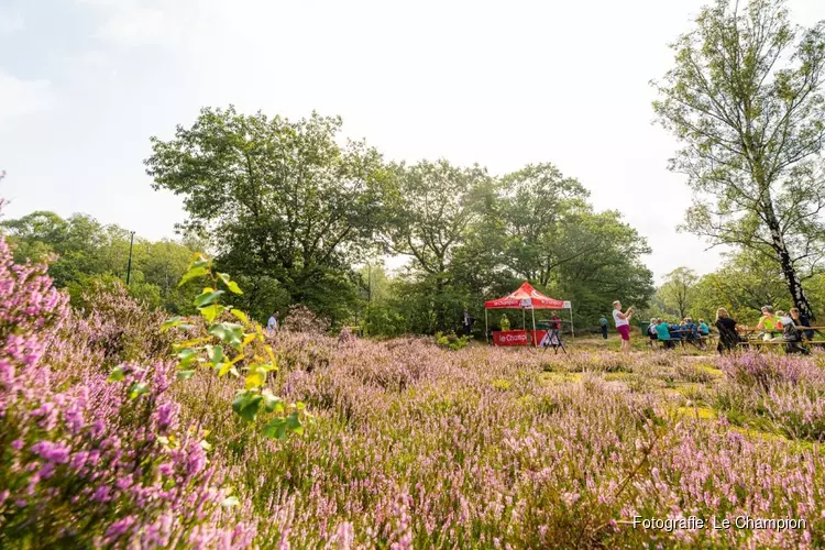 Prachtig bloeiende heide zorgt voor succesvolle 3e editie van het Soester Wandelweekend
