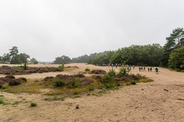 Prachtig bloeiende heide zorgt voor succesvolle 3e editie van het Soester Wandelweekend