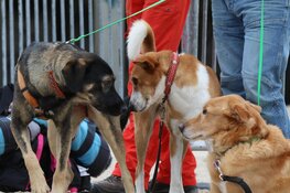 Hondenwandeling "Hart voor Kanker"