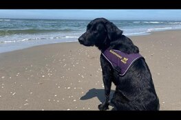 Buddyhond heeft meerwaarde voor agent met PTSS
