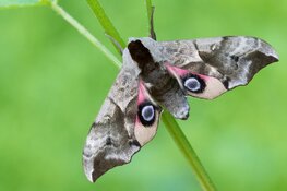 Nachtvlinders kijken tijdens de Nationale Nachtvlindernacht
