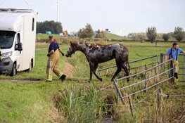 Paard in de sloot in Eemnes