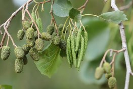 Start project Groene erven in Utrecht!