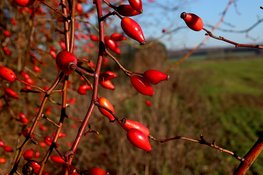 Start project Groene erven in Utrecht!