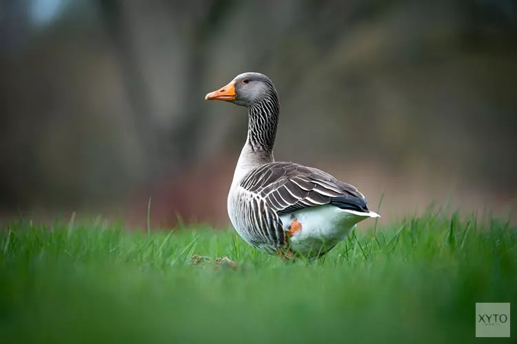 Vogelgriep vastgesteld in Mijdrecht