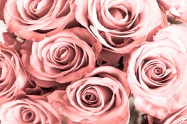 Utrechtse valentijnsverhalen in de Salon van Weleer