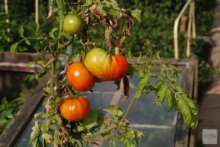 Utrechtse tuinders hoeven volkstuinen niet te ontruimen