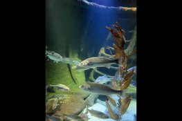 Museumtour door Nederland; Fort Kijkduin