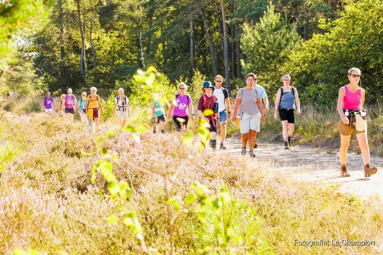 Bloeiende paarse heide decor voor 5e editie Soester Wandelweekend