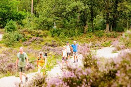 Bloeiende paarse heide decor voor 5e editie Soester Wandelweekend