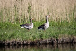 Provincie Utrecht werkt aan nieuw faunabeleid