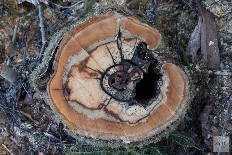 Zieke bomen zorgen voor onveilige situaties