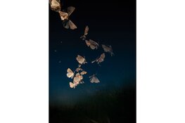 Last van avocadoschaamte, treintrots of eco-woede? Natuur- en Vogelwacht & Fransche School organiseren film met naprogramma