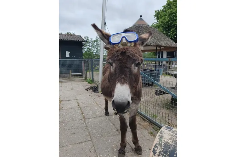 Zorgteam De Stal zwemt voor zorgpony