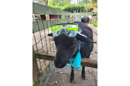 Zorgteam De Stal zwemt voor zorgpony