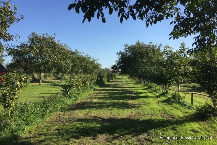 Provincie Utrecht stelt 250.000 euro beschikbaar voor agroforestry