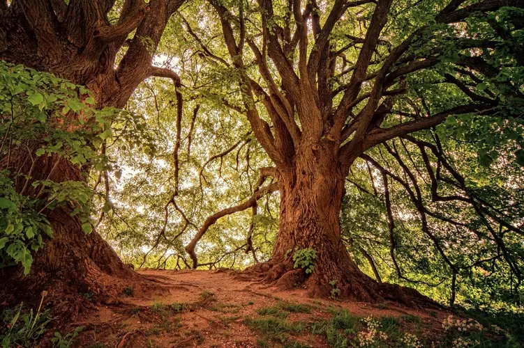 Extra bomen, planten en een natuurvriendelijke vijver in Vleuterweide