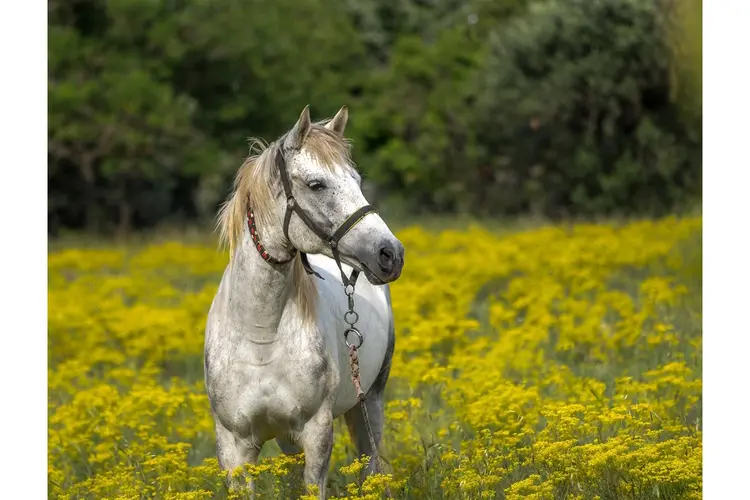 Volop activiteiten tijdens Open Dag bij De Paardenkamp