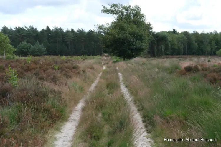 Incident Landgoed Den Treek – Henschoten met mogelijk een wolf