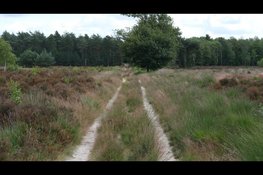 DNA-analyse bevestigt betrokkenheid wolf bij incident Den Treek – Henschoten