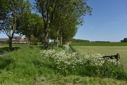 Pilot tegen verwilderde katten afgerond