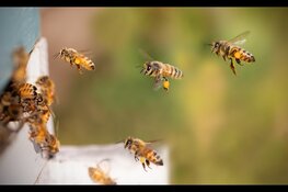 Bijenprimeur: Utrecht telt 150 bijensoorten dankzij twee nieuwe ontdekkingen