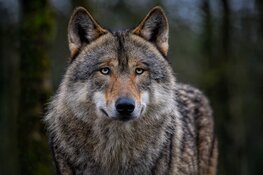 Schorsingsverzoek afschotvergunning wolf GW3237m afgewezen