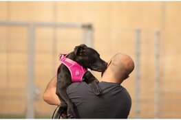 Dutch Cell Dogs opent pop-up store op Utrecht Centraal