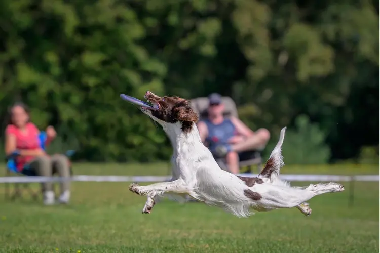 Dogfrisbee wedstrijd The Bouncerscup 23-08-2025