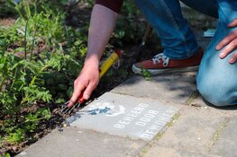 Kleine tuintjes, grote impact: boomspiegelactie versterkt biodiversiteit Utrecht