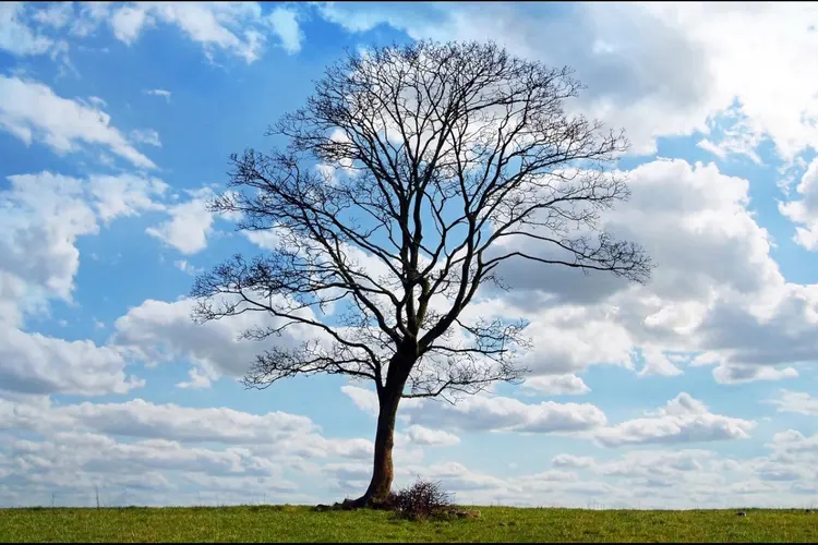 Duiveltjesiep terug in Utrecht: nakomelingen van 184 jaar oude boom geplant