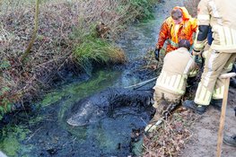 Paard belandt in sloot in Eemnes