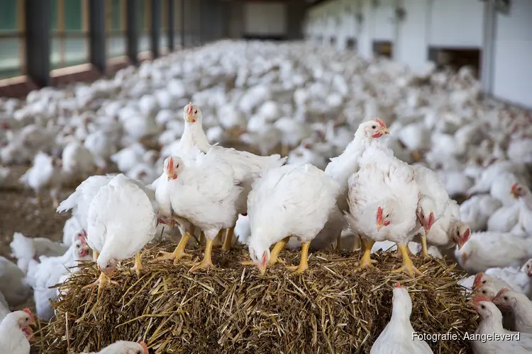 Iconische slogan “Kip, het meest veelzijdige stukje vlees” krijgt nieuw leven in 2026- campagne
