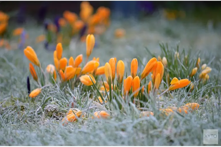 Redelijk zacht weekend, doordeweeks stijgt kans op nachtvorst