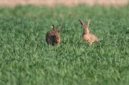 Gemeente verplaatst hazen uit Papendorp en Strijkviertel