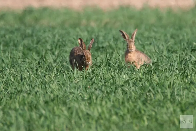 Gemeente verplaatst hazen uit Papendorp en Strijkviertel