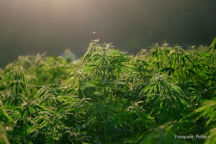 Niet-Europese hennep is gat in de markt voor Nederlandse drugscriminelen