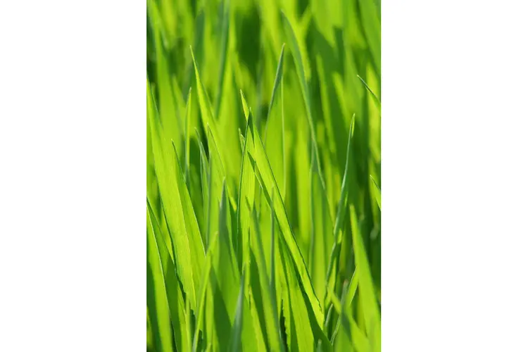 Graszoden onderhouden: tips, voordelen en waarom kiezen voor direct groen resultaat