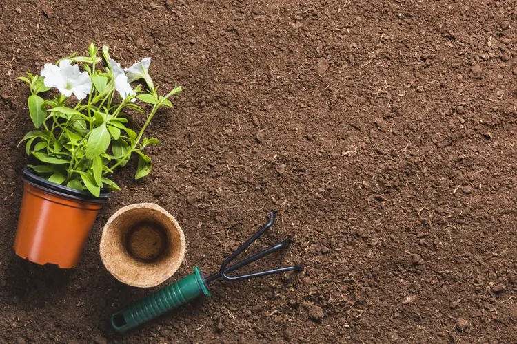Steeds meer Utrechters kiezen voor kwalitatieve tuinaarde van DCM