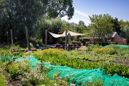 Zelfoogsttuin Koppelsteede in trek: meer dan 100 Utrechtse huishoudens oogsten eigen groenten