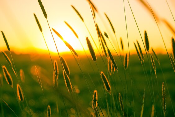 Zomerse warmte en droogte houden voorlopig aan