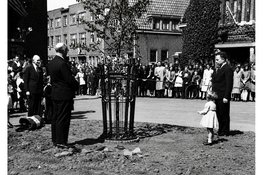 StraatReünie Cornelis Mertenssstraat: herinneringen aan de Vrijheidsboom