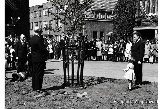 StraatReünie Cornelis Mertenssstraat: herinneringen aan de Vrijheidsboom