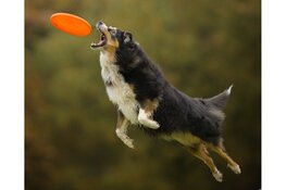 Het Bouncers team organiseert een internationale Dogfrisbee wedstrijd. 'The Bouncerscup'