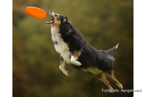 Het Bouncers team organiseert een internationale Dogfrisbee wedstrijd. 'The Bouncerscup'