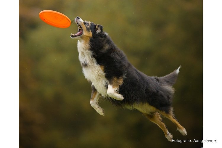 Het Bouncers team organiseert een internationale Dogfrisbee wedstrijd. 'The Bouncerscup'
