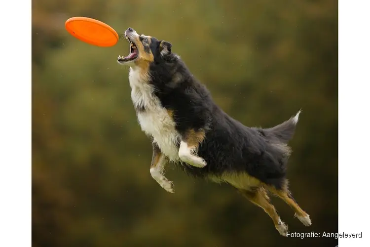 Het Bouncers team organiseert een internationale Dogfrisbee wedstrijd. 'The Bouncerscup'