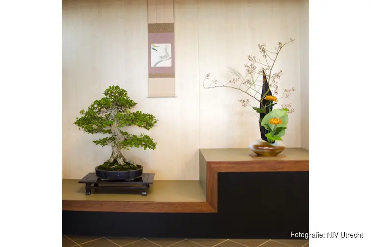 Expositie natuur en vorm brengt Ikebana in beeld
